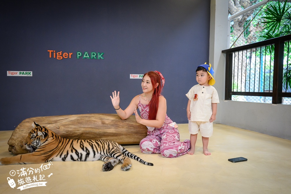 【芭達雅老虎園Tiger Park Pattaya】玩泰國芭達雅必體驗,與老虎的近距離接觸,親子同行也能與小老虎互動拍照唷!