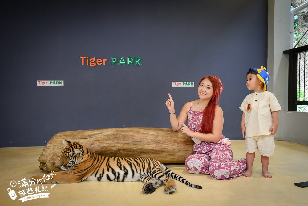 【芭達雅老虎園Tiger Park Pattaya】玩泰國芭達雅必體驗,與老虎的近距離接觸,親子同行也能與小老虎互動拍照唷!