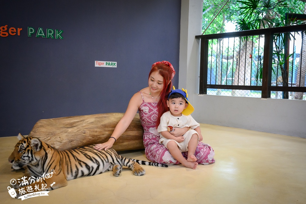 【芭達雅老虎園Tiger Park Pattaya】玩泰國芭達雅必體驗,與老虎的近距離接觸,親子同行也能與小老虎互動拍照唷!