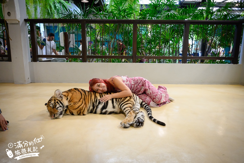 【芭達雅老虎園Tiger Park Pattaya】玩泰國芭達雅必體驗,與老虎的近距離接觸,親子同行也能與小老虎互動拍照唷!
