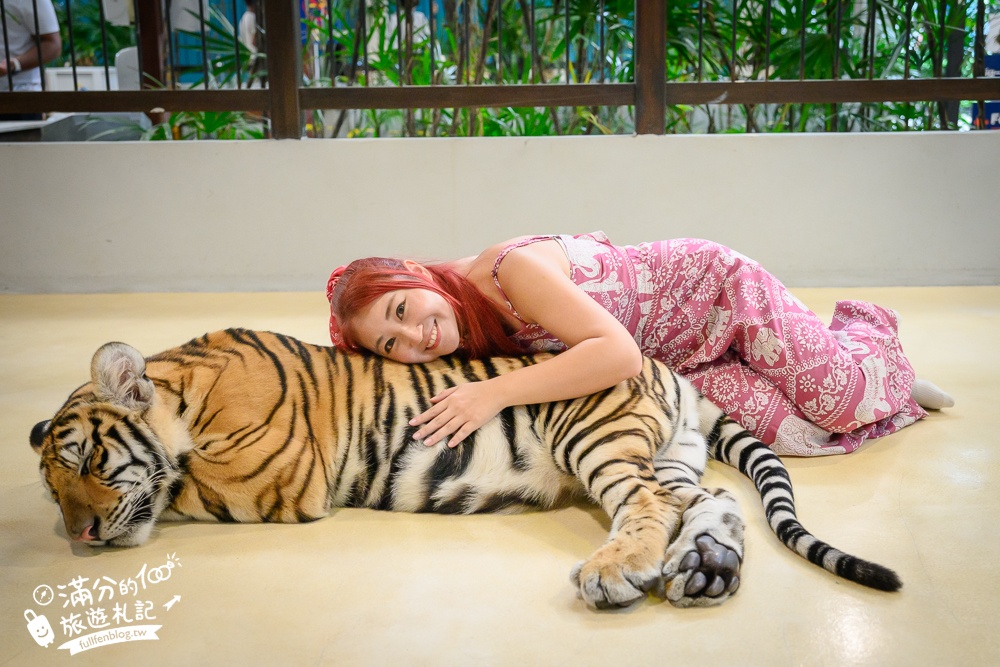 【芭達雅老虎園Tiger Park Pattaya】玩泰國芭達雅必體驗,與老虎的近距離接觸,親子同行也能與小老虎互動拍照唷!