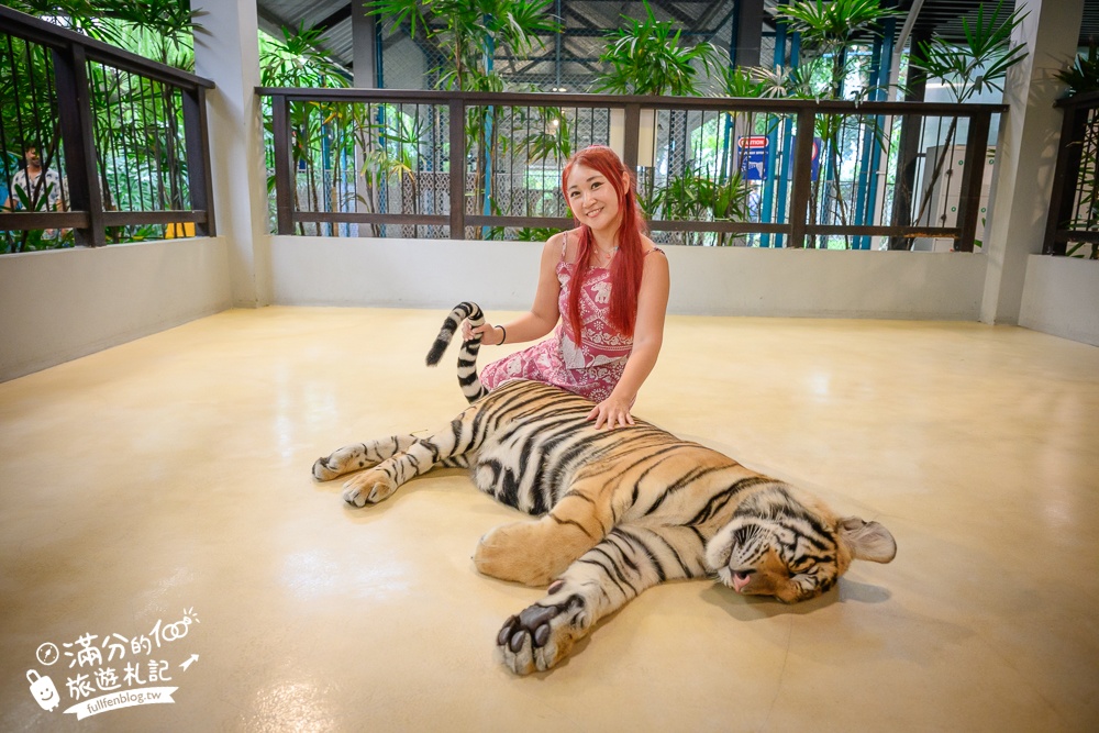 【芭達雅老虎園Tiger Park Pattaya】玩泰國芭達雅必體驗,與老虎的近距離接觸,親子同行也能與小老虎互動拍照唷!