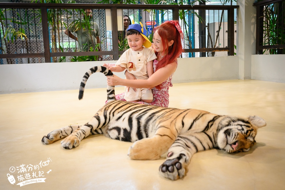 【芭達雅老虎園Tiger Park Pattaya】玩泰國芭達雅必體驗,與老虎的近距離接觸,親子同行也能與小老虎互動拍照唷!