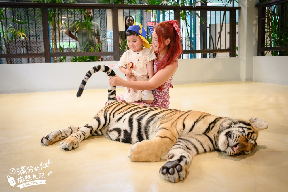 【芭達雅老虎園Tiger Park Pattaya】玩泰國芭達雅必體驗,與老虎的近距離接觸,親子同行也能與小老虎互動拍照唷!