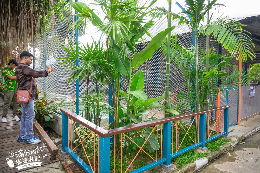 【芭達雅老虎園Tiger Park Pattaya】玩泰國芭達雅必體驗,與老虎的近距離接觸,親子同行也能與小老虎互動拍照唷!