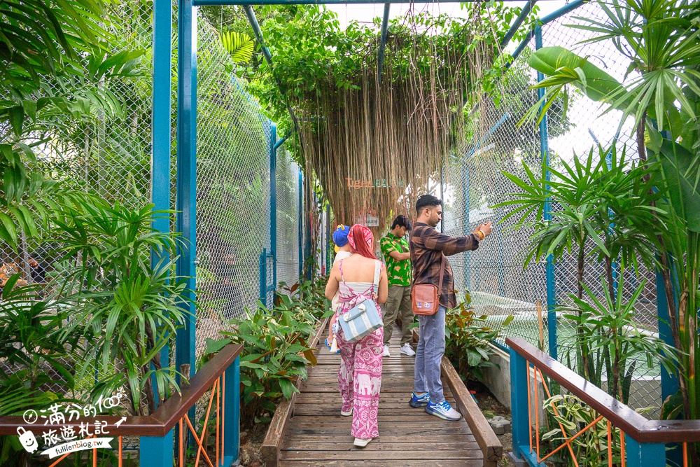 【芭達雅老虎園Tiger Park Pattaya】玩泰國芭達雅必體驗,與老虎的近距離接觸,親子同行也能與小老虎互動拍照唷!
