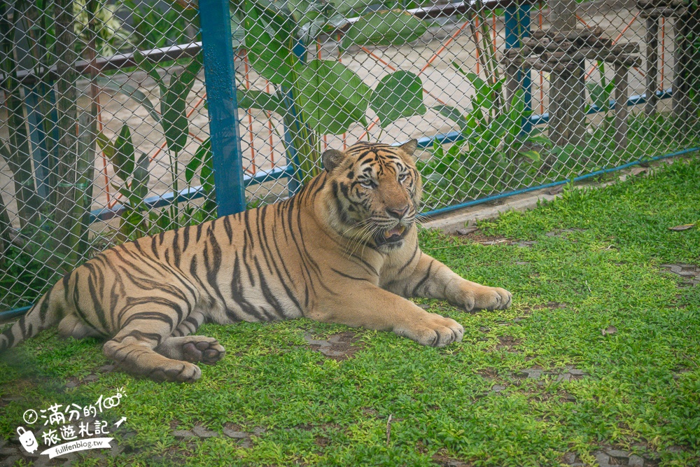 【芭達雅老虎園Tiger Park Pattaya】玩泰國芭達雅必體驗,與老虎的近距離接觸,親子同行也能與小老虎互動拍照唷!