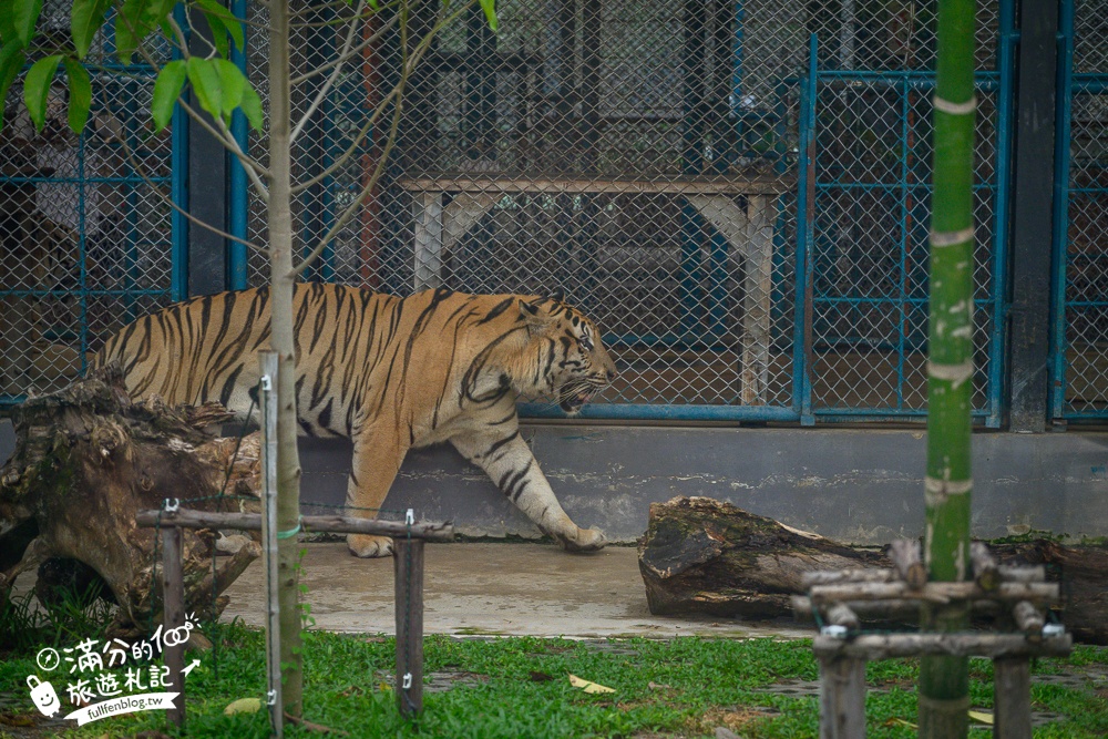 【芭達雅老虎園Tiger Park Pattaya】玩泰國芭達雅必體驗,與老虎的近距離接觸,親子同行也能與小老虎互動拍照唷!