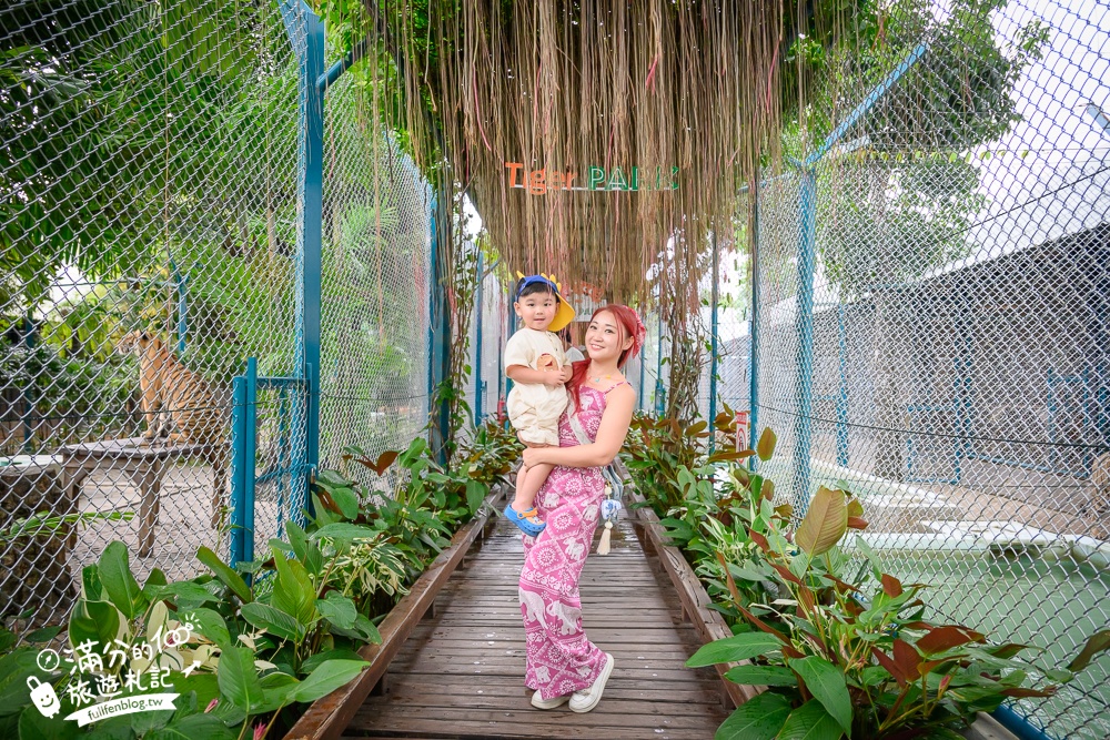 【芭達雅老虎園Tiger Park Pattaya】玩泰國芭達雅必體驗,與老虎的近距離接觸,親子同行也能與小老虎互動拍照唷!