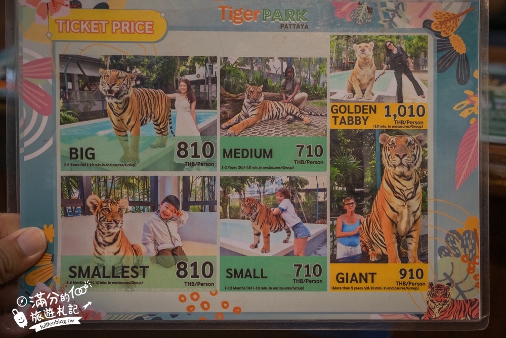 【芭達雅老虎園Tiger Park Pattaya】玩泰國芭達雅必體驗,與老虎的近距離接觸,親子同行也能與小老虎互動拍照唷!