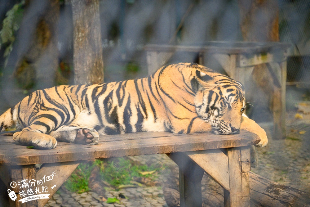 【芭達雅老虎園Tiger Park Pattaya】玩泰國芭達雅必體驗,與老虎的近距離接觸,親子同行也能與小老虎互動拍照唷!