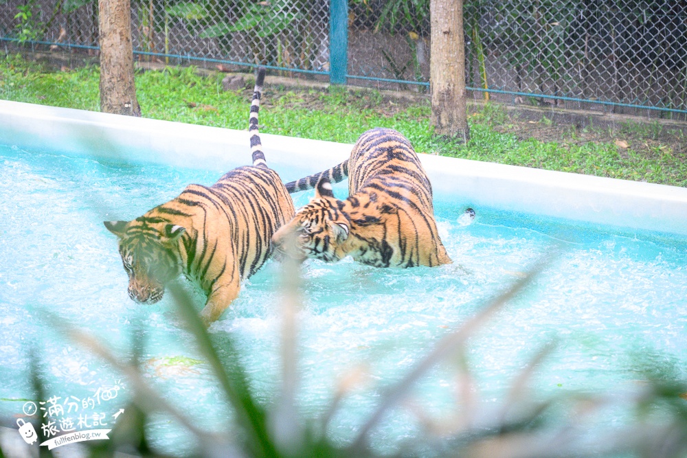 【芭達雅老虎園Tiger Park Pattaya】玩泰國芭達雅必體驗,與老虎的近距離接觸,親子同行也能與小老虎互動拍照唷!