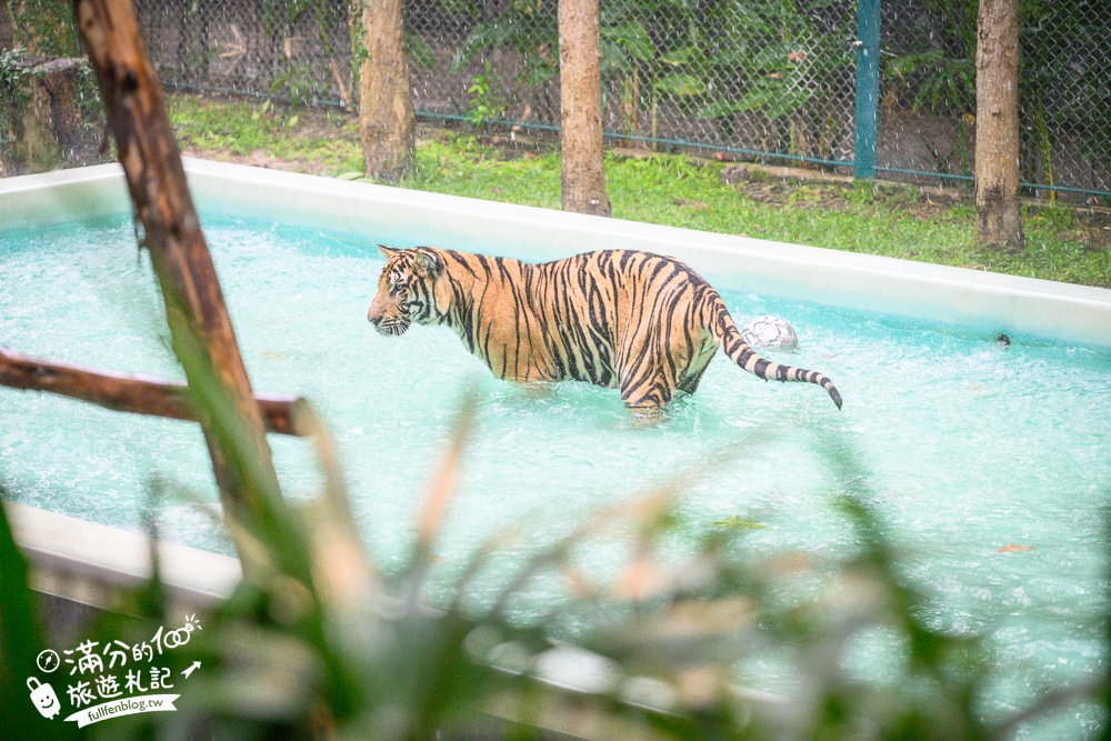 【芭達雅老虎園Tiger Park Pattaya】玩泰國芭達雅必體驗,與老虎的近距離接觸,親子同行也能與小老虎互動拍照唷!