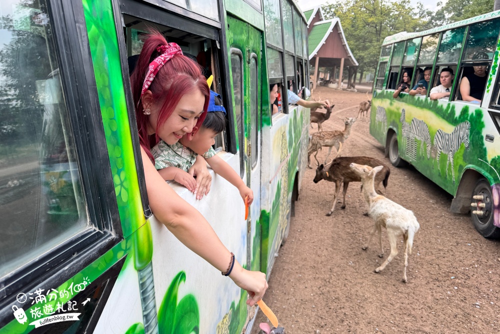 【北碧府野生動物園】泰國長頸鹿吉普車拍照預約攻略.Safari Park Kanchanaburi餵駱駝.梅花鹿和斑馬,外加欣賞大象&鱷魚表演秀!