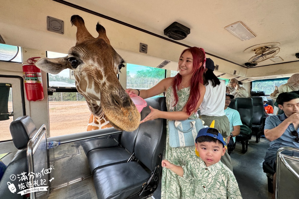 【北碧府野生動物園】泰國長頸鹿吉普車拍照預約攻略.Safari Park Kanchanaburi餵駱駝.梅花鹿和斑馬,外加欣賞大象&鱷魚表演秀!