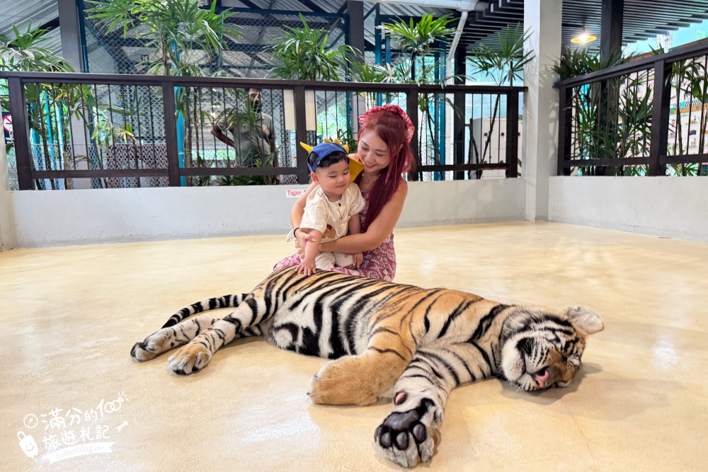 【芭達雅老虎園Tiger Park Pattaya】玩泰國芭達雅必體驗,與老虎的近距離接觸,親子同行也能與小老虎互動拍照唷!