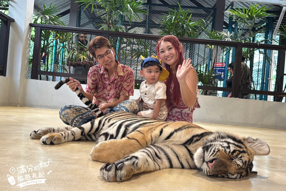 【芭達雅老虎園Tiger Park Pattaya】玩泰國芭達雅必體驗,與老虎的近距離接觸,親子同行也能與小老虎互動拍照唷!