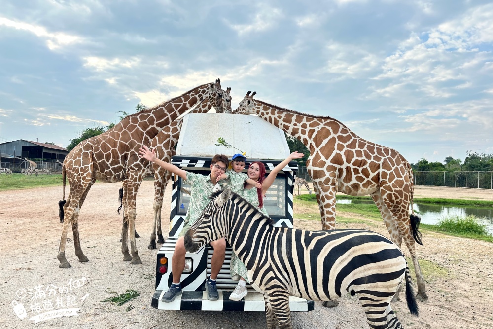 【北碧府野生動物園】泰國長頸鹿吉普車拍照預約攻略.Safari Park Kanchanaburi餵駱駝.梅花鹿和斑馬,外加欣賞大象&鱷魚表演秀!