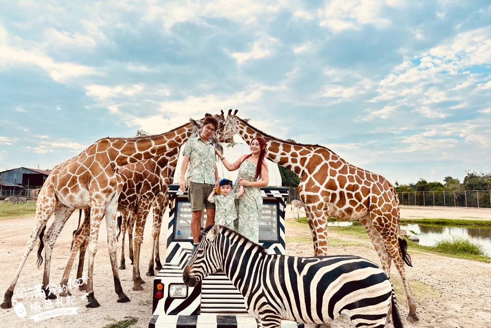 【北碧府野生動物園】泰國長頸鹿吉普車拍照預約攻略.Safari Park Kanchanaburi餵駱駝.梅花鹿和斑馬,外加欣賞大象&鱷魚表演秀!