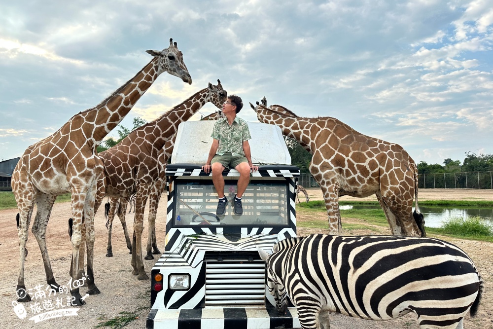 【北碧府野生動物園】泰國長頸鹿吉普車拍照預約攻略.Safari Park Kanchanaburi餵駱駝.梅花鹿和斑馬,外加欣賞大象&鱷魚表演秀!