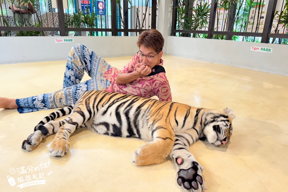 【芭達雅老虎園Tiger Park Pattaya】玩泰國芭達雅必體驗,與老虎的近距離接觸,親子同行也能與小老虎互動拍照唷!