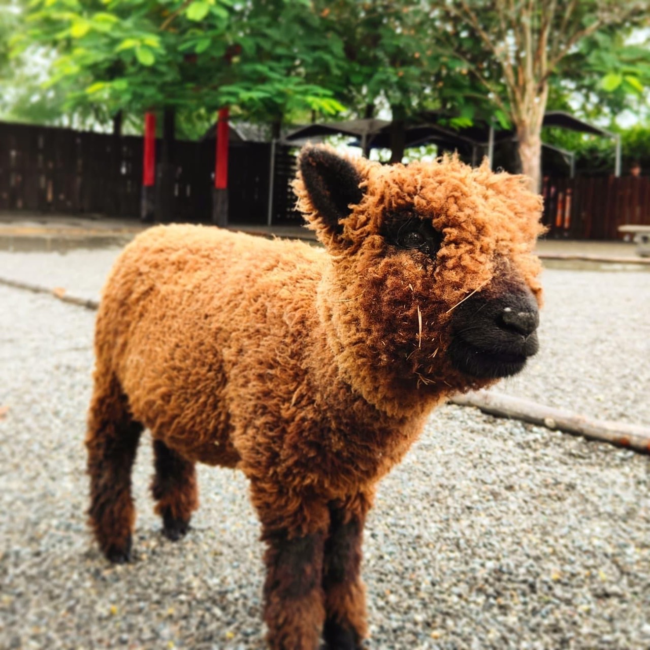 【樹懶餐廳】原張美阿嬤農場2.0版.根本是三星鄉迷你動物園,最新萌寵高地牛登場.還能近距離與樹懶互動超特別！