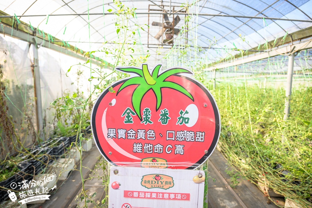 新竹【金勇番茄農場】免門票採番茄.採草莓.搗麻糬DIY,最美彩虹大道~新竹親子農場推薦!