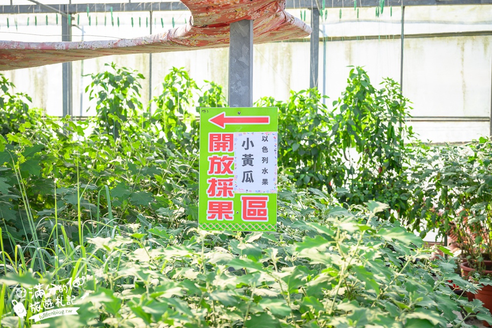 新竹【金勇番茄農場】免門票採番茄.採草莓.搗麻糬DIY,最美彩虹大道~新竹親子農場推薦!