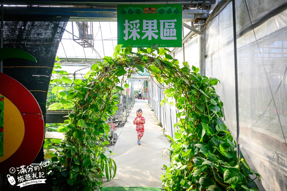 新竹【金勇番茄農場】免門票採番茄.採草莓.搗麻糬DIY,最美彩虹大道~新竹親子農場推薦!