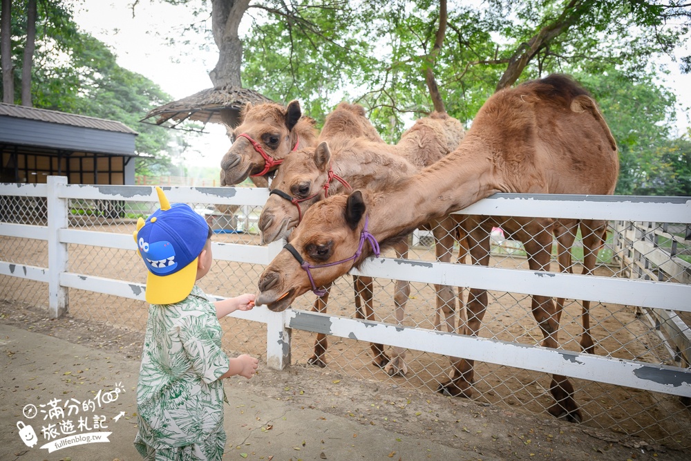 【泰國北碧景點一日遊】TOP6北碧府必玩景點推薦.野生動物園餵長頸鹿.桂河大橋.死亡鐵路.網美咖啡館~專車接送輕鬆玩北碧府!