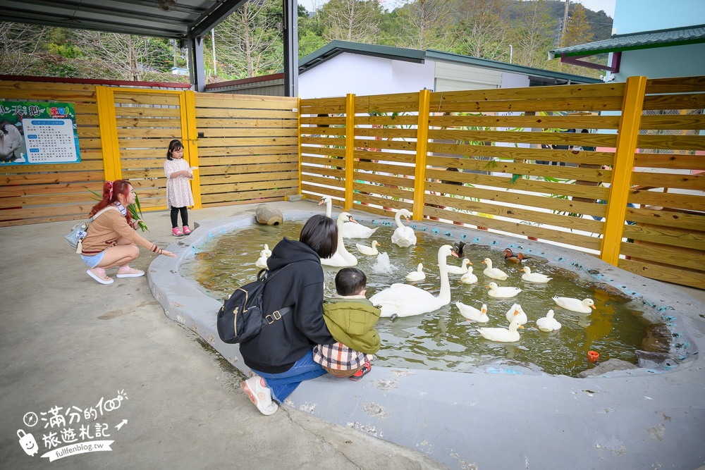 苗栗大湖【童萌農場】草莓故鄉最新親子農場.全台首批斑點駱馬超古錐,還能體驗抱小羊趣味十足!