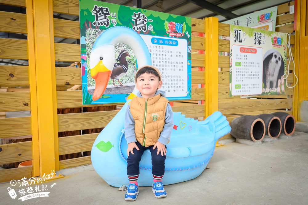 苗栗大湖【童萌農場】草莓故鄉最新親子農場.全台首批斑點駱馬超古錐,還能體驗抱小羊趣味十足!