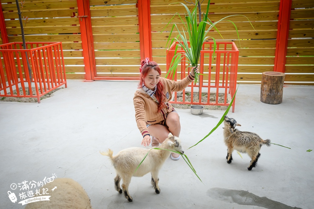 苗栗大湖【童萌農場】草莓故鄉最新親子農場.全台首批斑點駱馬超古錐,還能體驗抱小羊趣味十足!