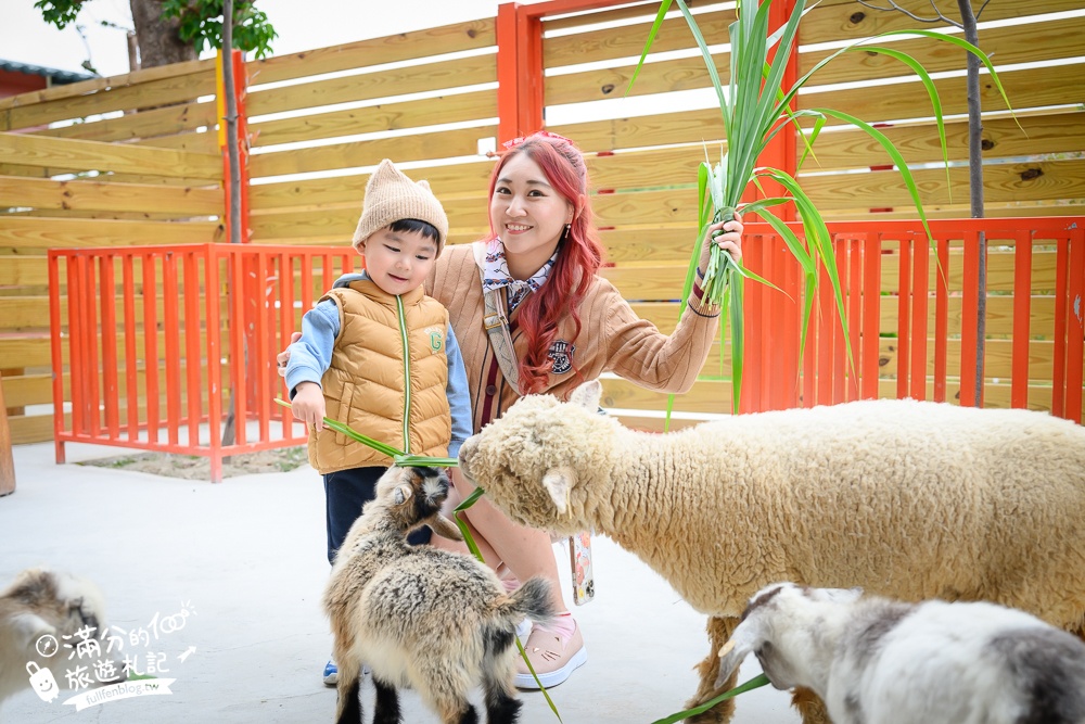 苗栗大湖【童萌農場】草莓故鄉最新親子農場.全台首批斑點駱馬超古錐,還能體驗抱小羊趣味十足!