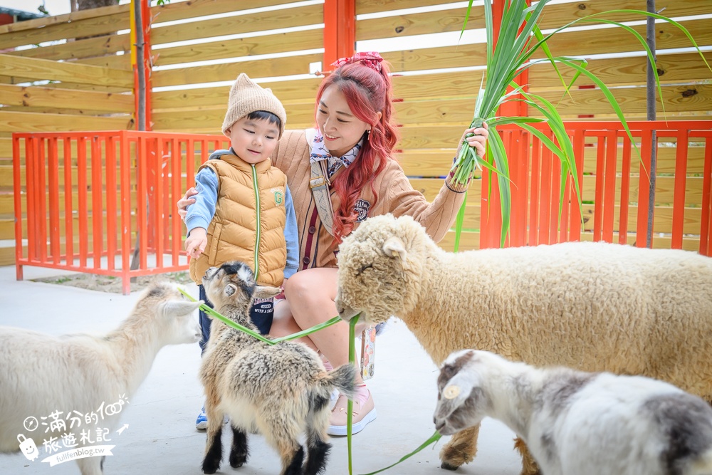 苗栗大湖【童萌農場】草莓故鄉最新親子農場.全台首批斑點駱馬超古錐,還能體驗抱小羊趣味十足!