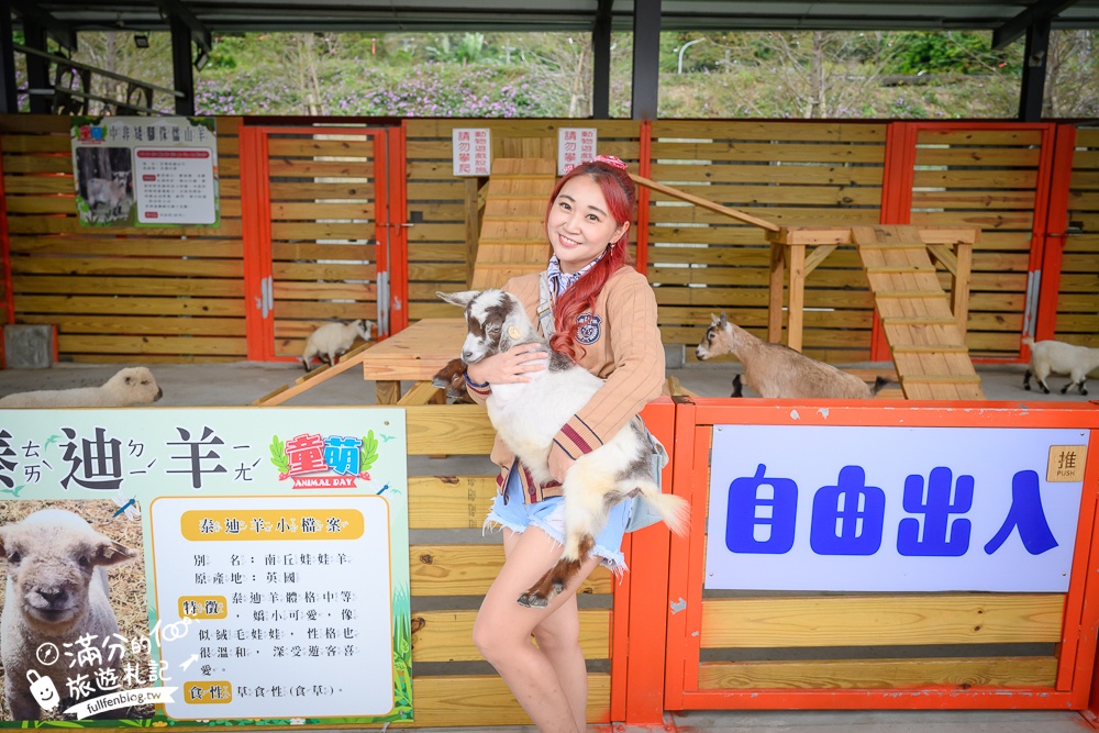 苗栗大湖【童萌農場】草莓故鄉最新親子農場.全台首批斑點駱馬超古錐,還能體驗抱小羊趣味十足!