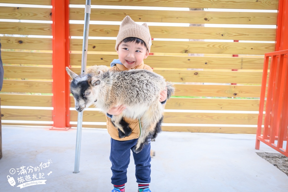 苗栗大湖【童萌農場】草莓故鄉最新親子農場.全台首批斑點駱馬超古錐,還能體驗抱小羊趣味十足!
