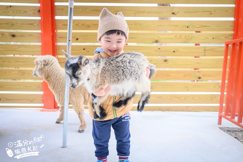 苗栗大湖【童萌農場】草莓故鄉最新親子農場.全台首批斑點駱馬超古錐,還能體驗抱小羊趣味十足!