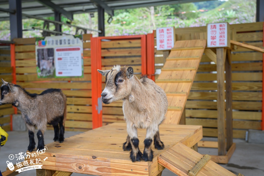 苗栗大湖【童萌農場】草莓故鄉最新親子農場.全台首批斑點駱馬超古錐,還能體驗抱小羊趣味十足!