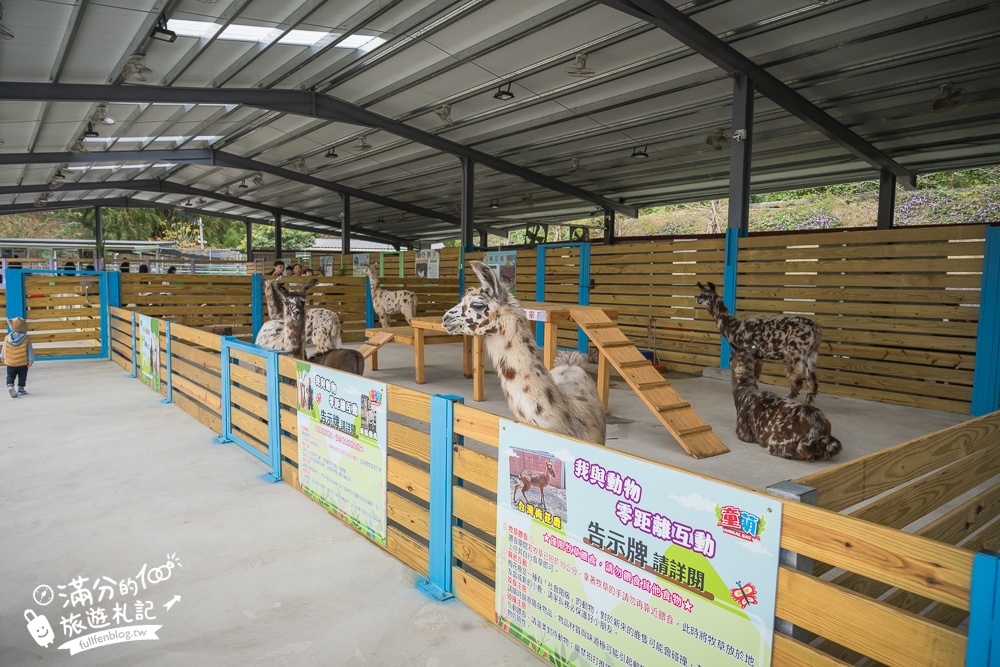 苗栗大湖【童萌農場】草莓故鄉最新親子農場.全台首批斑點駱馬超古錐,還能體驗抱小羊趣味十足!