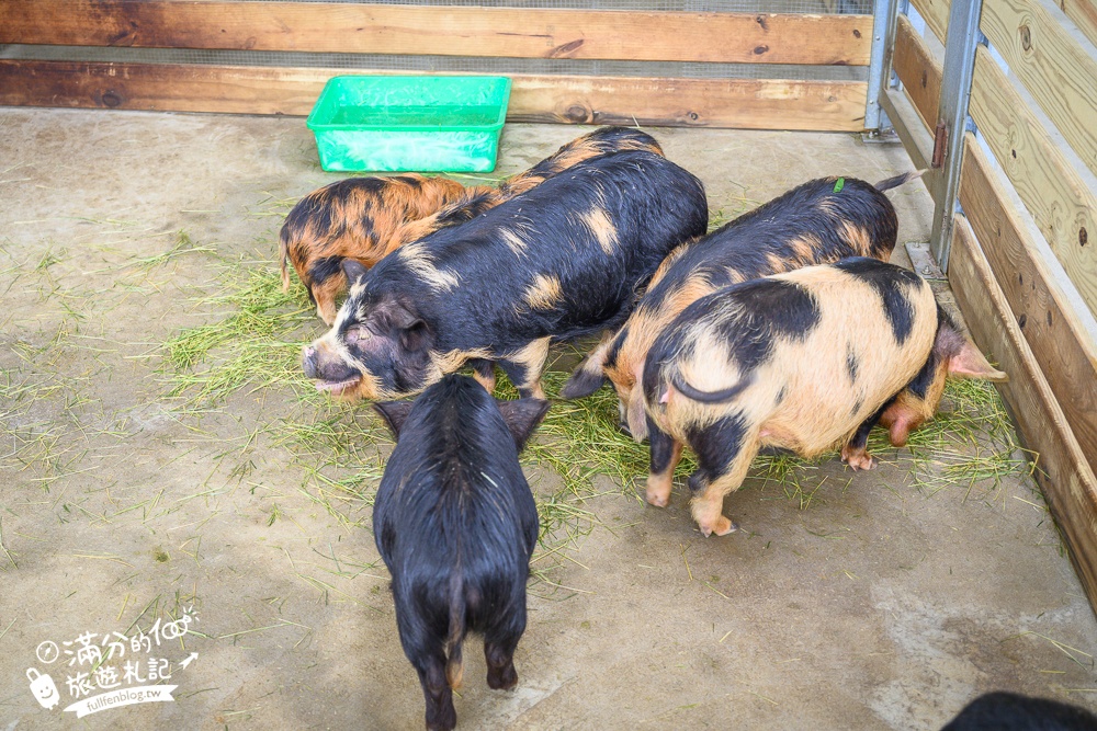 苗栗大湖【童萌農場】草莓故鄉最新親子農場.全台首批斑點駱馬超古錐,還能體驗抱小羊趣味十足!