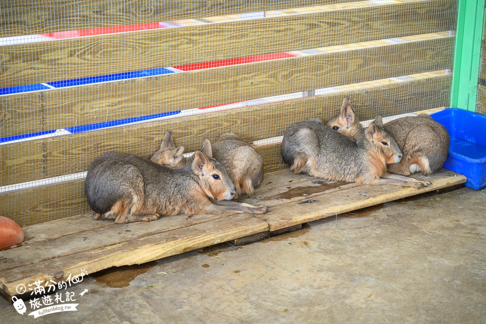 苗栗大湖【童萌農場】草莓故鄉最新親子農場.全台首批斑點駱馬超古錐,還能體驗抱小羊趣味十足!