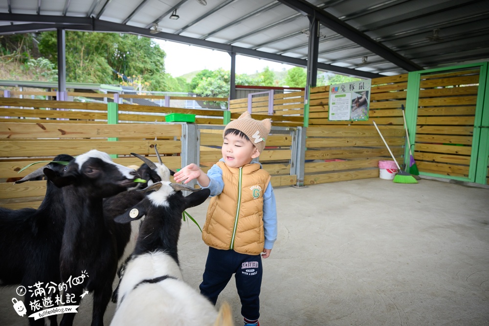 苗栗大湖【童萌農場】草莓故鄉最新親子農場.全台首批斑點駱馬超古錐,還能體驗抱小羊趣味十足!