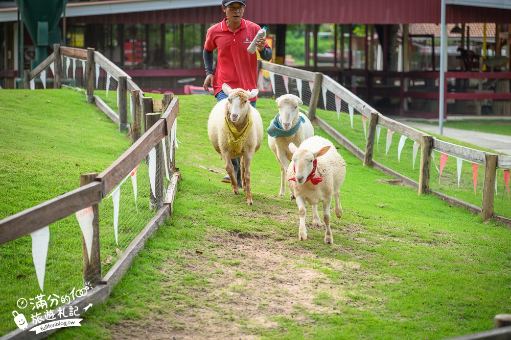 芭達雅親子景點【芭達雅小綿羊農莊】Pattaya Sheep Farm精彩動物運動會,童話故事場景,能餵動物.玩樂園,還能騎馬坐馬車!