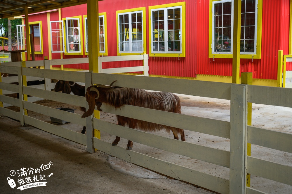 芭達雅親子景點【芭達雅小綿羊農莊】Pattaya Sheep Farm精彩動物運動會,童話故事場景,能餵動物.玩樂園,還能騎馬坐馬車!