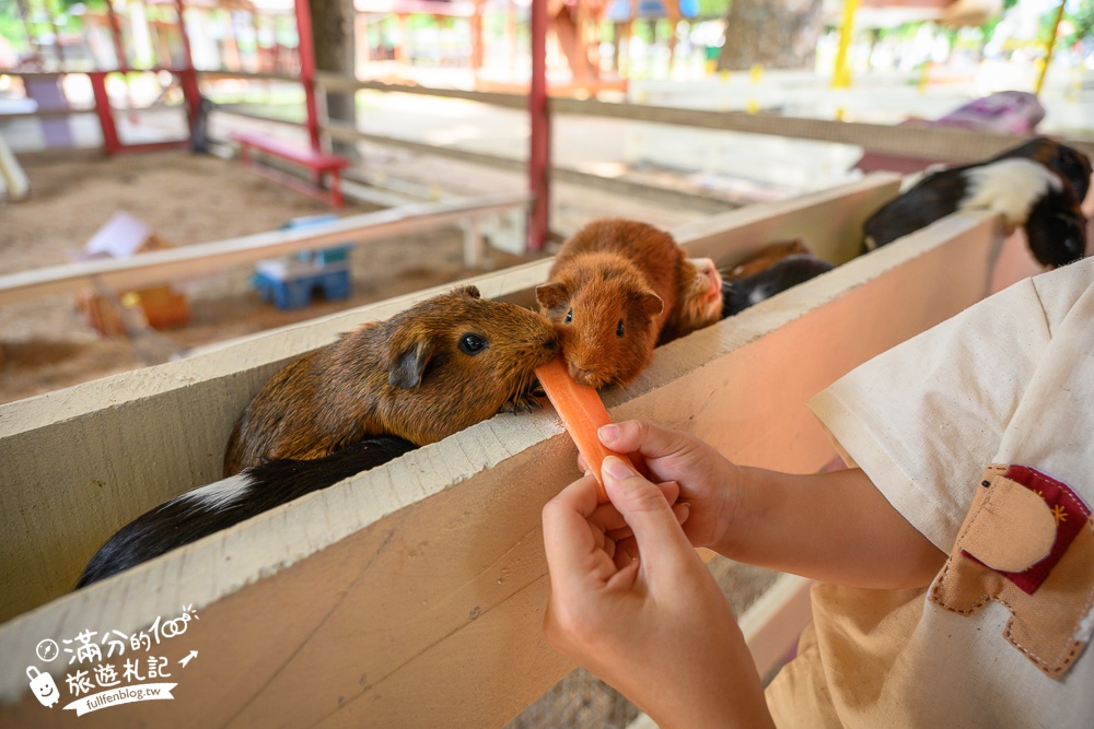 芭達雅親子景點【芭達雅小綿羊農莊】Pattaya Sheep Farm精彩動物運動會,童話故事場景,能餵動物.玩樂園,還能騎馬坐馬車!