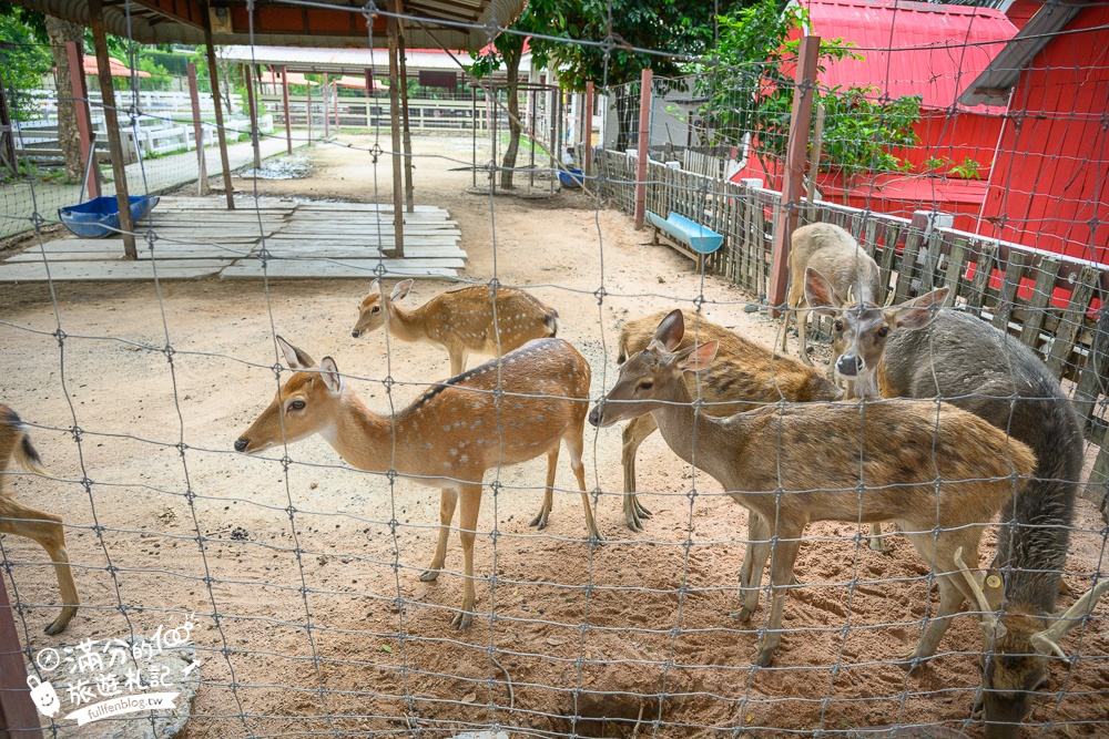 芭達雅親子景點【芭達雅小綿羊農莊】Pattaya Sheep Farm精彩動物運動會,童話故事場景,能餵動物.玩樂園,還能騎馬坐馬車!