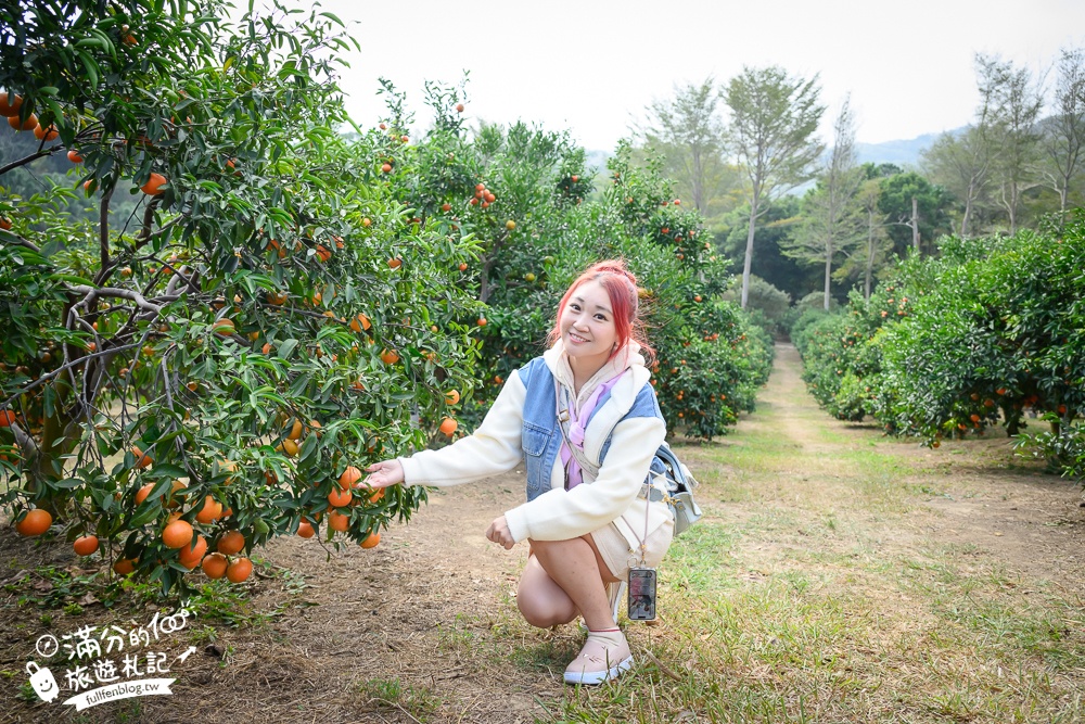 新竹橘子園【桔滿緣寶山農場】入園注意事項,100元門票橘子不限時吃到飽,夢幻橘子山停車及玩樂攻略,如同走進台版濟州島!