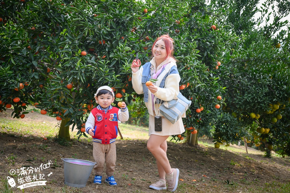 新竹橘子園【桔滿緣寶山農場】入園注意事項,100元門票橘子不限時吃到飽,夢幻橘子山停車及玩樂攻略,如同走進台版濟州島!