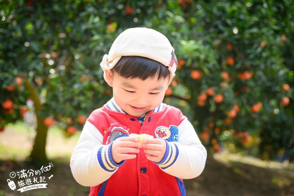 新竹橘子園【桔滿緣寶山農場】入園注意事項,100元門票橘子不限時吃到飽,夢幻橘子山停車及玩樂攻略,如同走進台版濟州島!